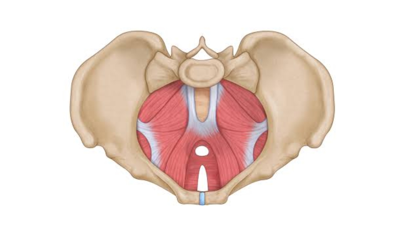Pelvic Walls and Floor