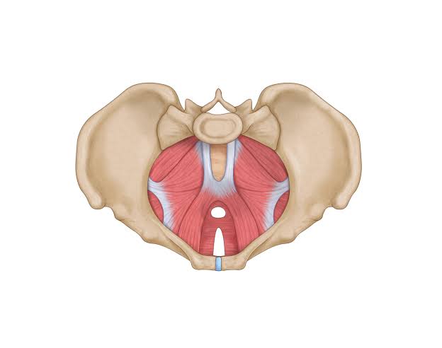 Pelvic Walls and Floor