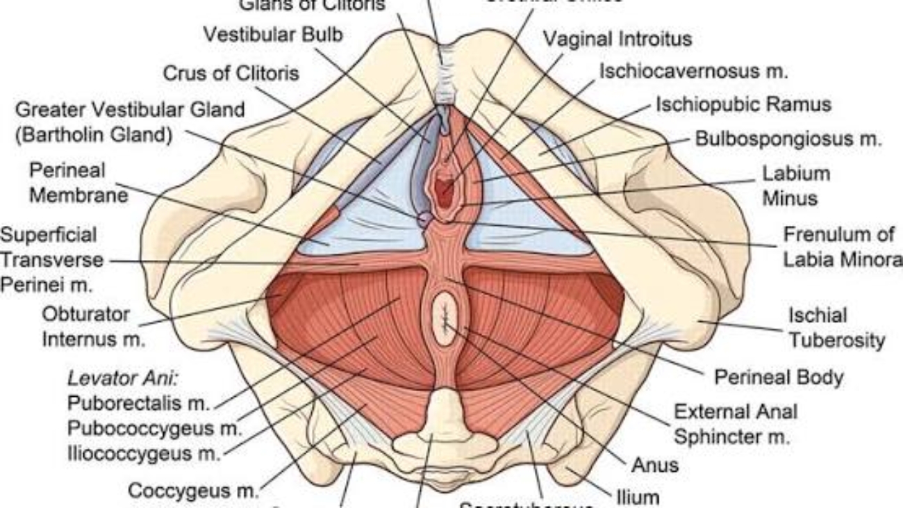 Perineum