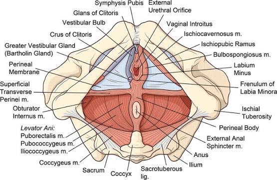 Perineum