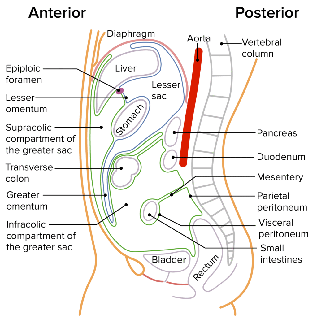 Peritoneum