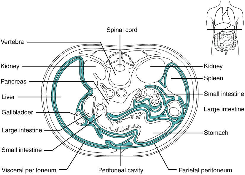 Figure 2.2: Peritoneum Anatomy — Cross-Section — Intraperitoneal organs (surrounded by visceral peritoneum), retroperitoneal organs (only anterior surface covered), and parietal peritoneum