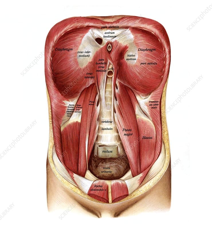 Figure: Posterior view of the diaphragm showing crura, arcuate ligaments, and apertures. Note the relationship to psoas major and quadratus lumborum