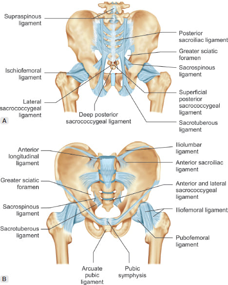 Posterior view of the pelvis showing major ligaments, sacroiliac joints, and neural structures