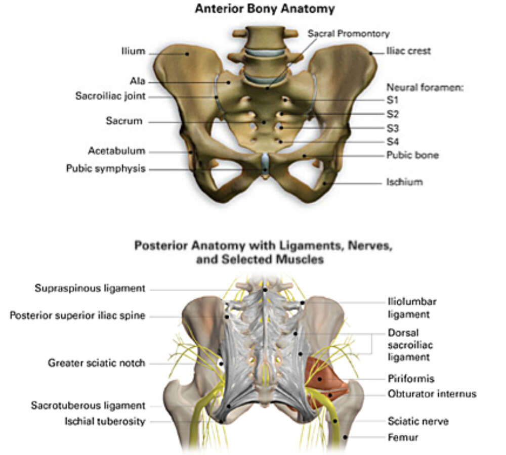 Posterior view showing sacrum, sacroiliac joints, ligaments, and neural foramina