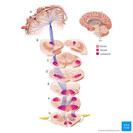 Figure 17: Pyramidal tracts with somatotopic organization — cervical, thoracic, lumbosacral fibers