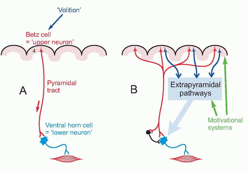 Figure 18: Pyramidal vs. extrapyramidal motor control — Betz cell and ventral horn cell relationship