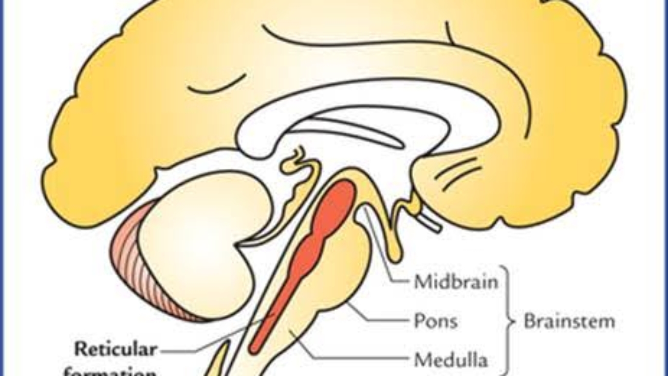Reticular Formation