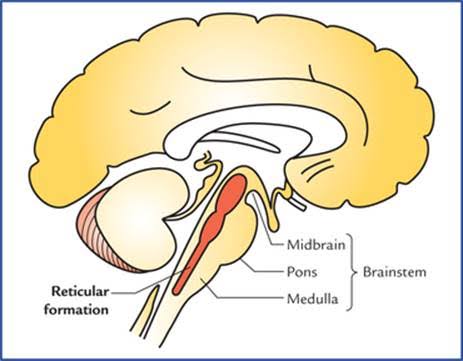 Reticular Formation