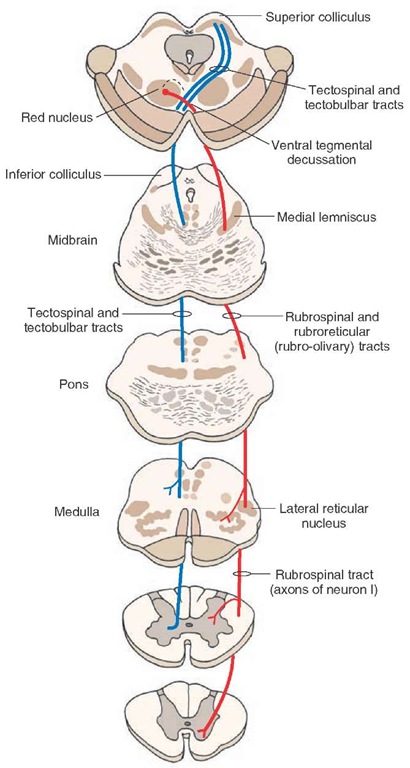 Figure 19: Rubrospinal tract origin in red nucleus and descent through brainstem to spinal cord