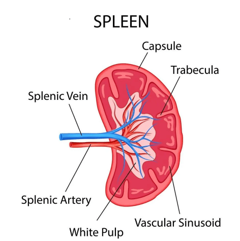 Figure 6.1 — Cross-sectional anatomy of the spleen showing pulp, sinusoids, and splenic vessels.