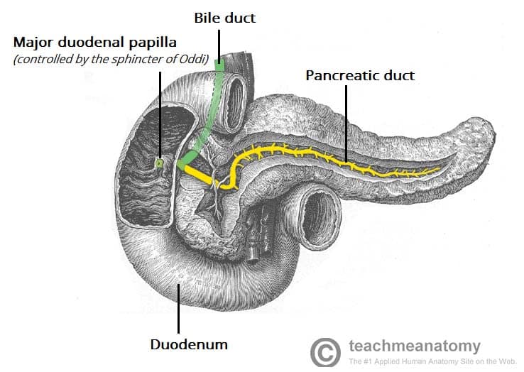 Figure 5.3 — Sagittal section showing pancreatic and bile ducts at the major duodenal papilla.