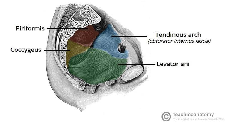 Sagittal section showing the piriformis, coccygeus, levator ani, and tendinous arch