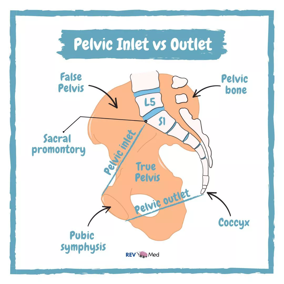 Sagittal view illustrating the pelvic inlet, true pelvis, pelvic outlet, and their anatomical relationships