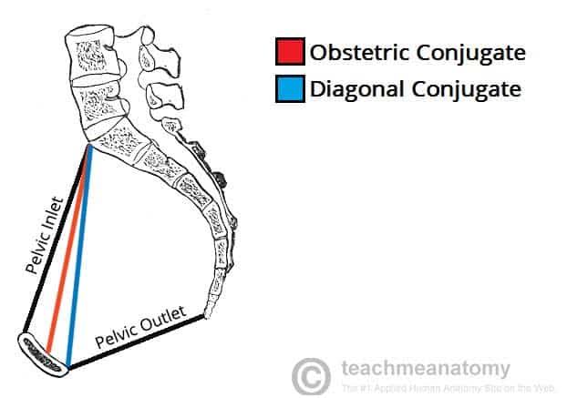 Sagittal view showing the obstetric conjugate and diagonal conjugate