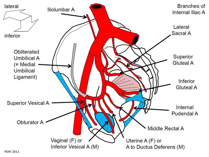 Figure 6.2 - Schematic diagram of the internal iliac artery branches: anterior division (visceral) and posterior division (parietal) with their target organs