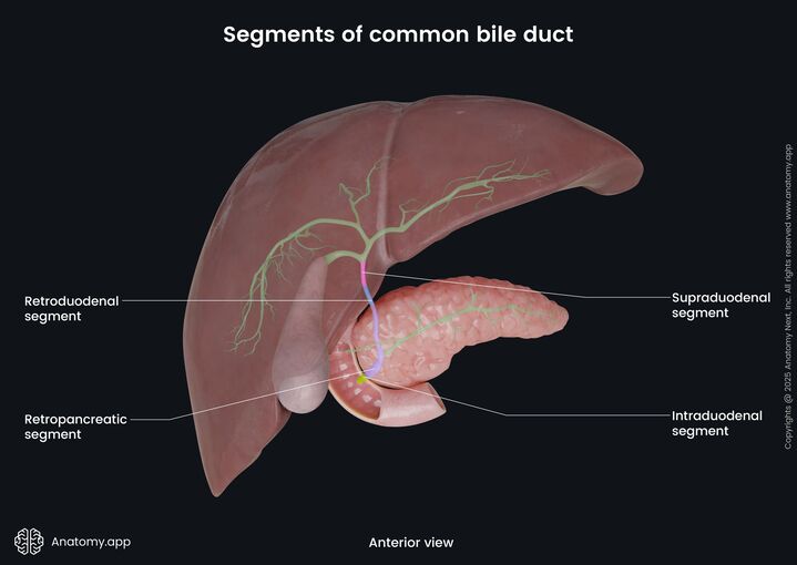 Figure 5.3: Segments of the Common Bile Duct