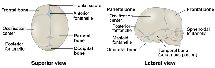 Figure 3.2 — Skull Fontanelles and Ossification Centers in the Newborn