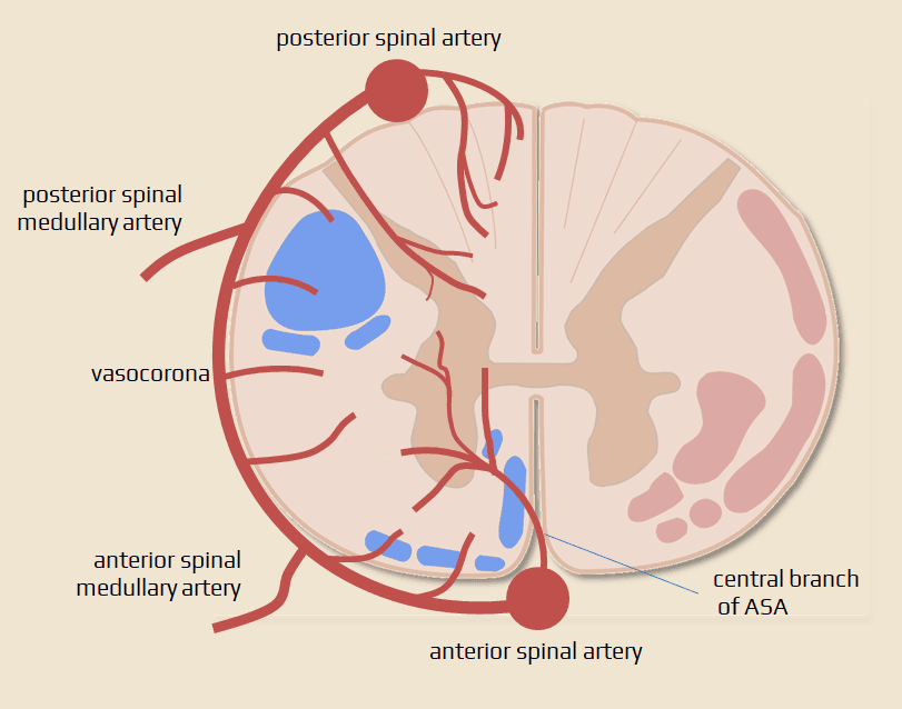 Figure 23: Spinal cord blood supply — anterior and posterior spinal arteries with radicular contributions