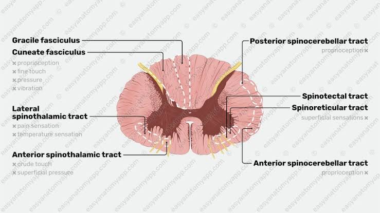 Figure 14: Spinal cord cross section showing all ascending tracts including spinocerebellar