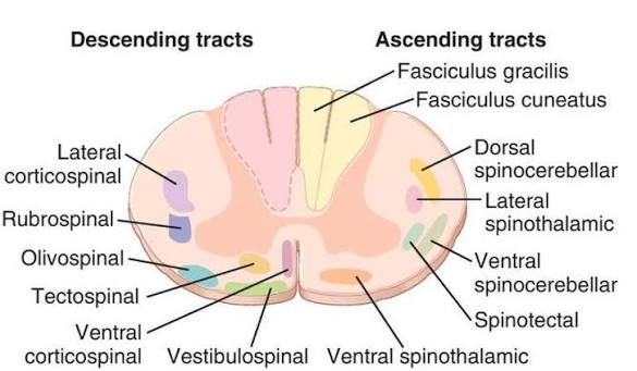 Figure 1: Spinal cord cross section showing all major ascending and descending tracts