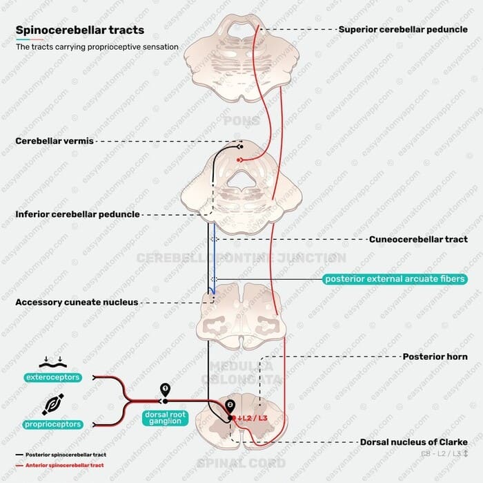 Figure 12: Spinocerebellar tracts — posterior and anterior pathways to cerebellum