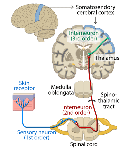 Figure 6: Spinothalamic pathway — complete 3-neuron chain with receptor, decussation, and cortex projection