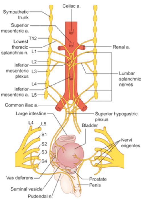 Figure 10: Splanchnic nerves — greater, lesser, least, and lumbar splanchnic nerves with their prevertebral ganglia and target organs