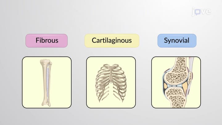 Figure 1: Structural Classification of Joints — Fibrous, Cartilaginous, and Synovial types illustrated