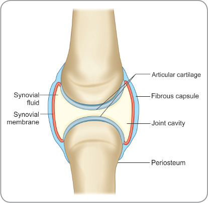 Figure 3: Structure of a typical synovial joint showing cavity, capsule, and cartilage