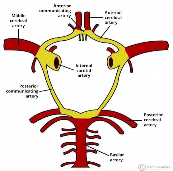 Diagram: Superior view of the Circle of Willis showing the anterior and posterior circulation anastomosis