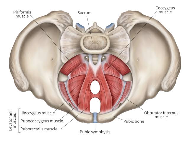 Superior view of the pelvic diaphragm showing the levator ani complex