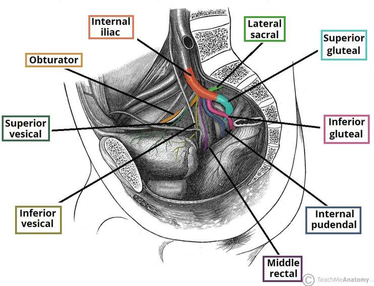 Figure 6.1 - Superior view of the pelvis showing the branching pattern of the internal iliac artery and its visceral branches to pelvic organs