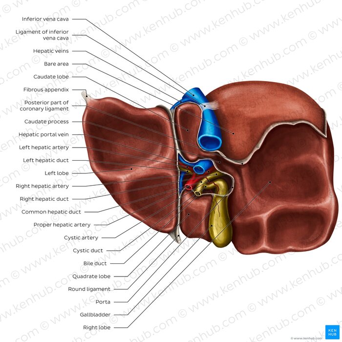 Figure 1.1 — Surface anatomy of the liver showing the right lobe, left lobe, bare area, falciform ligament, and triangular ligaments.