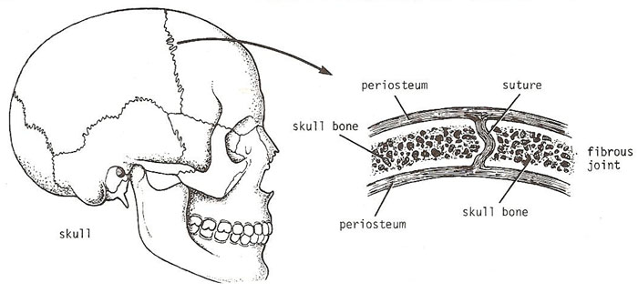 Figure 1: Suture joint of the skull — a classic synarthrosis with interlocking fibrous connections