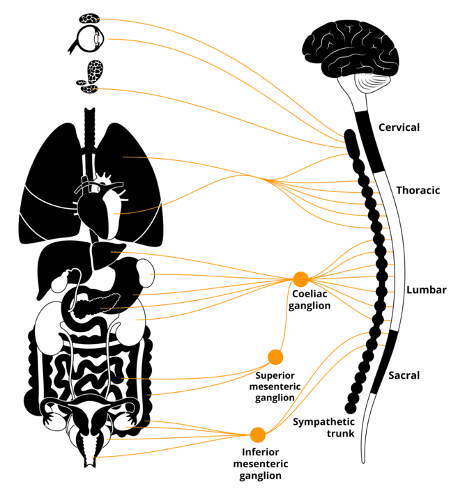 Figure 4: Sympathetic chain with paravertebral and prevertebral ganglia relationships