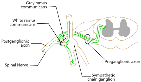 Figure 2: Sympathetic pathway — IML cell column, white/gray rami communicantes, and sympathetic chain