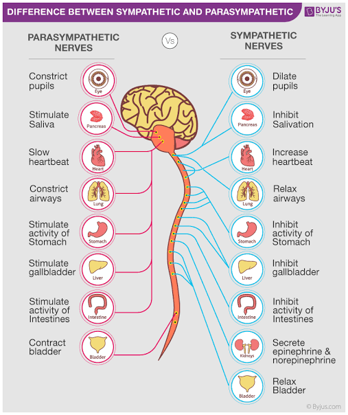 Figure 1: Sympathetic vs. Parasympathetic effects on major organ systems