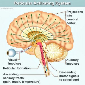 Figure 4.1 — Normal RF function maintains consciousness; damage disrupts cortical activation leading to coma