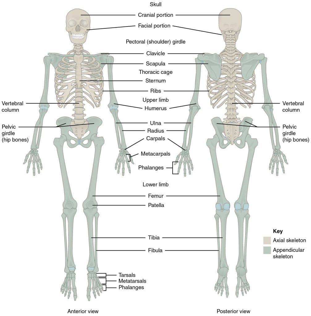 Figure 1.1 — The Complete Human Skeleton (Anterior & Posterior Views) showing all major bones and their anatomical positions