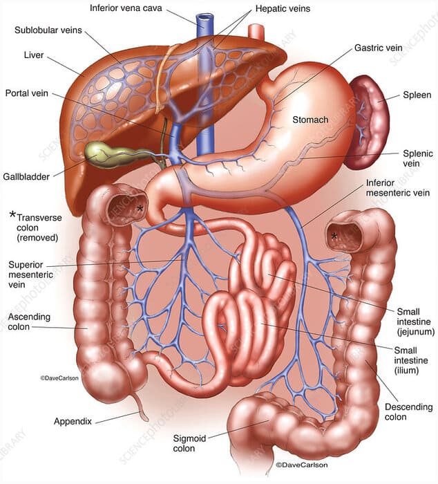 Figure 6.2: The Hepatic Portal Venous System