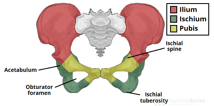 Figure 3.3 — The Hip Bone (Coxal Bone) showing fusion at the Acetabulum and the Obturator foramen