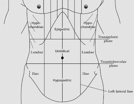 Figure 1.1: The Nine Abdominal Regions and Four Quadrants