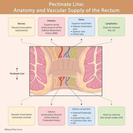 Figure 4.1: The Pectinate (Dentate) Line