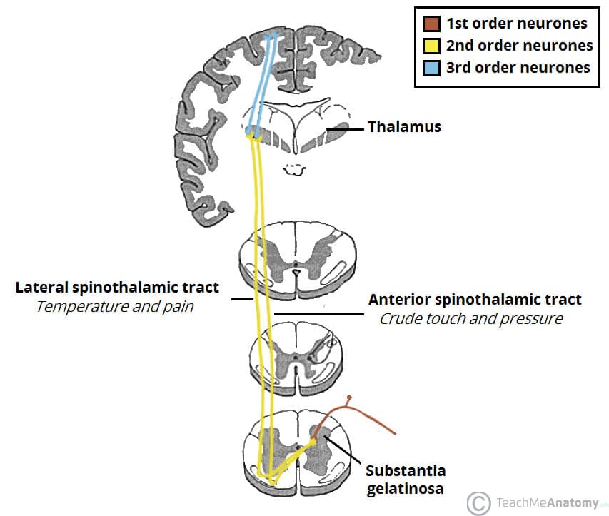 Figure 8: Spinothalamic tract divisions — lateral (pain/temp) and anterior (crude touch)