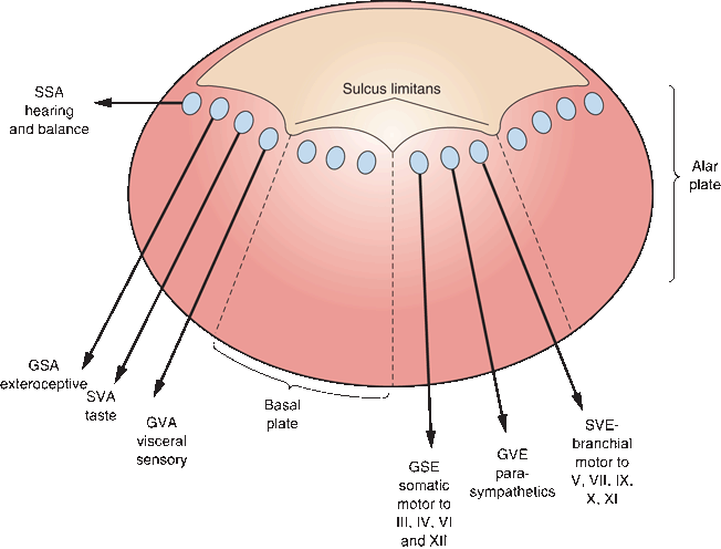 Figure 1: The Sulcus Limitans divides motor (medial) and sensory (lateral) nuclei in the brainstem floor of the 4th ventricle