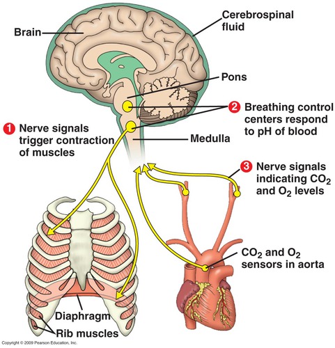 Figure 7.1 — The cardiovascular and respiratory centers in the medulla with their sensory inputs