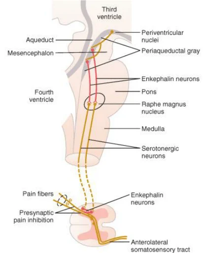 Figure 9.1 — Map of the four major neurotransmitter-producing nuclei within the Reticular Formation