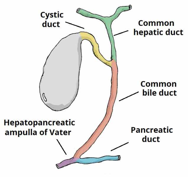 Figure 4.1 — The gallbladder and extrahepatic biliary tree showing hepatic ducts, common hepatic duct, cystic duct, common bile duct, and ampulla of Vater.