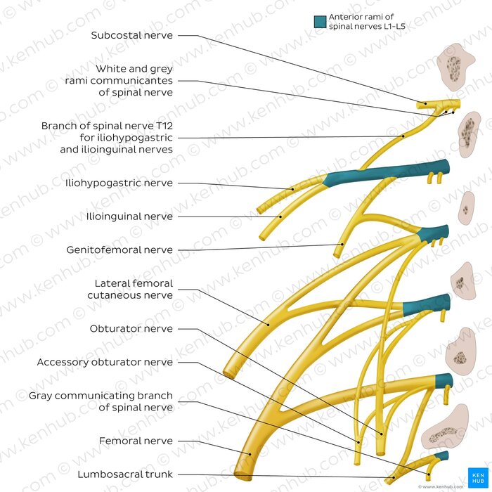 Figure: The lumbar plexus showing all major branches: iliohypogastric, ilioinguinal, genitofemoral, lateral femoral cutaneous, obturator, femoral, and lumbosacral trunk